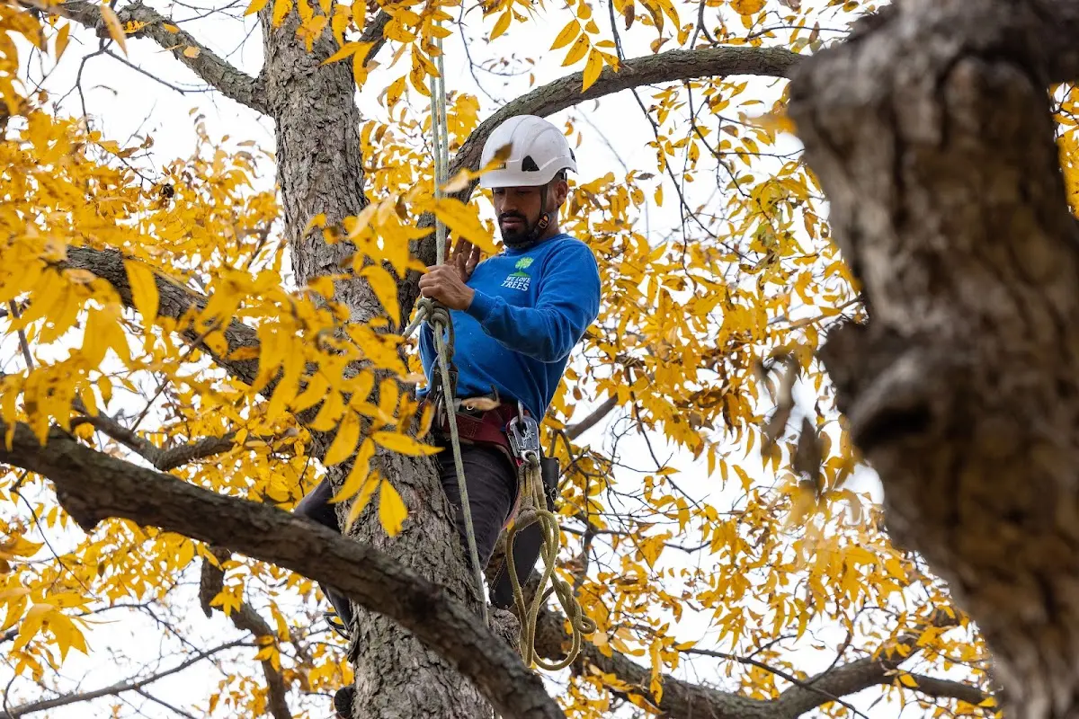 Skilled Storm Damage Cleanup crew working in Plevna
