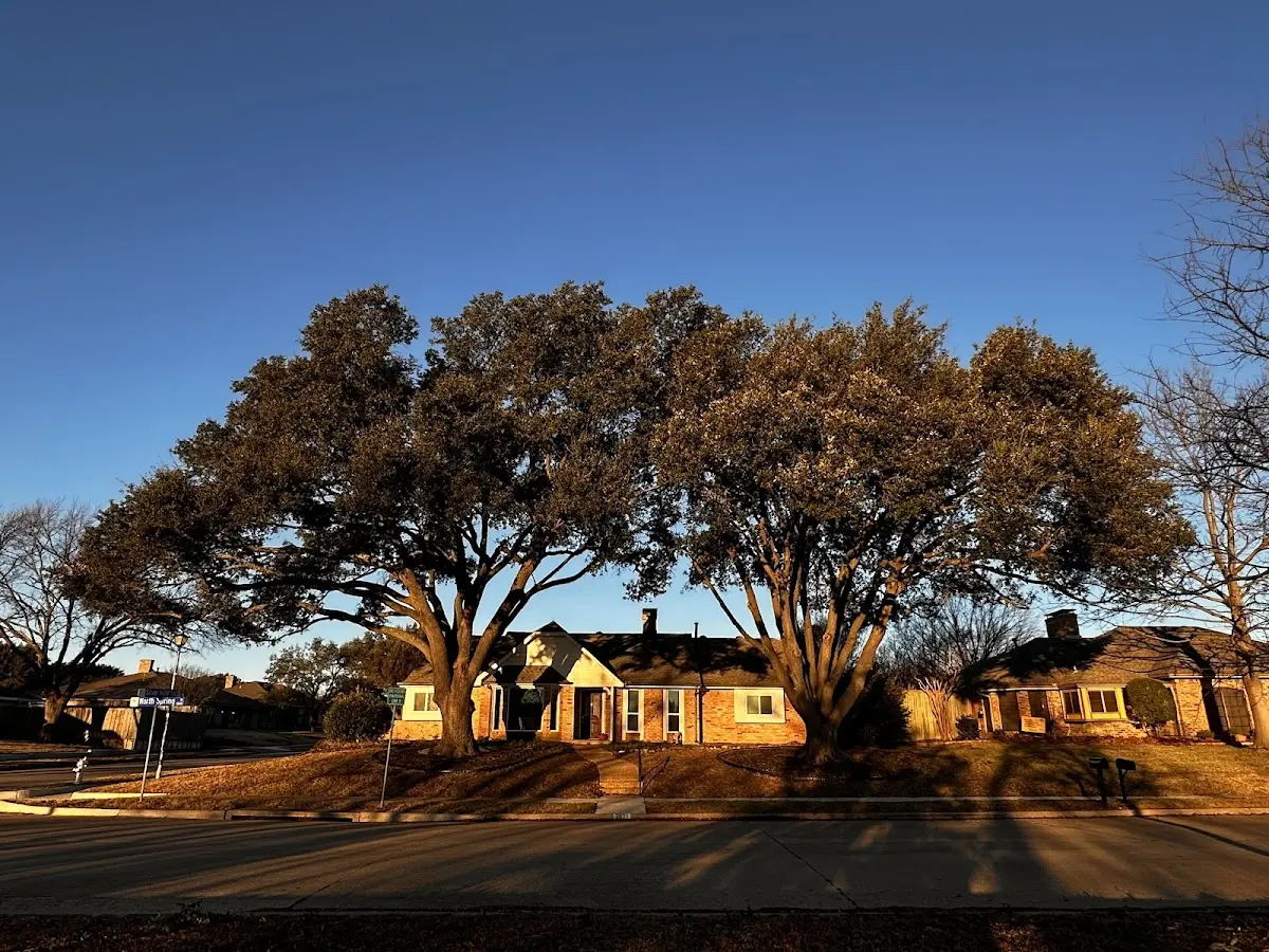 Established residential canopy tree shading a home in Plevna